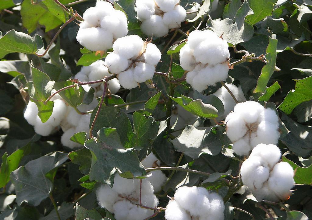 中国农科院从棉花中发现新型高效...